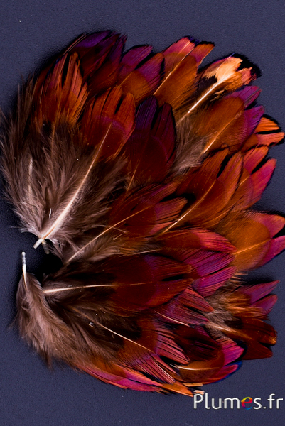 Faisan de Colchide - 3-5 cm - naturel